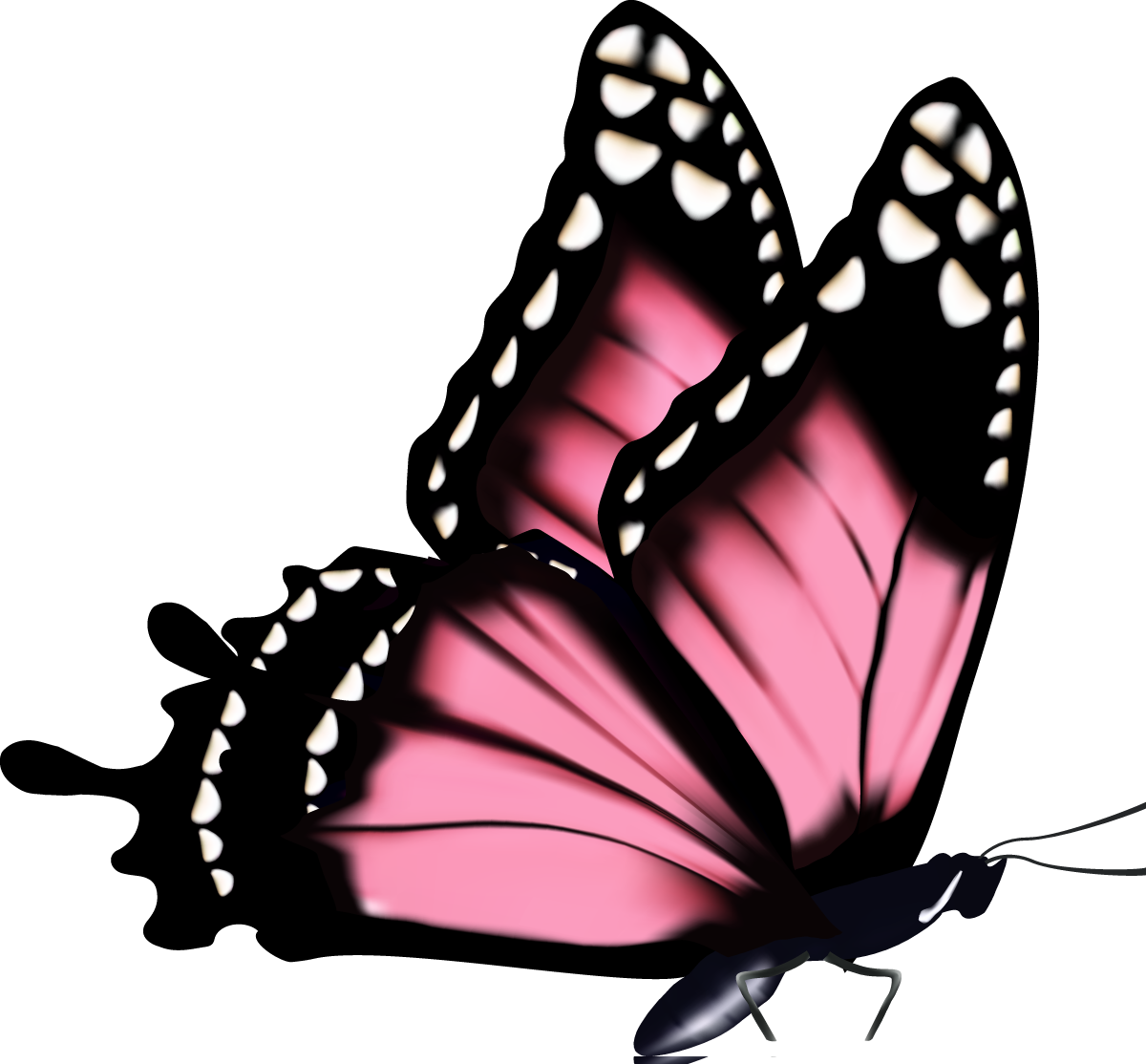 Прозрачном фоне формата png. Бабочки на белом фоне. Бабочка рисунок. Бабочка рисунок на прозрачном фоне. Розовые бабочки.