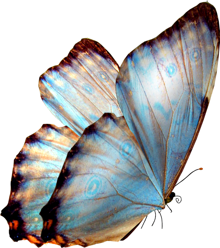 Прозрачная картинка. Бабочка Морфо Годарта. Бабочка Елена. Бабочки на белом фоне. Бабочки для фотошопа.