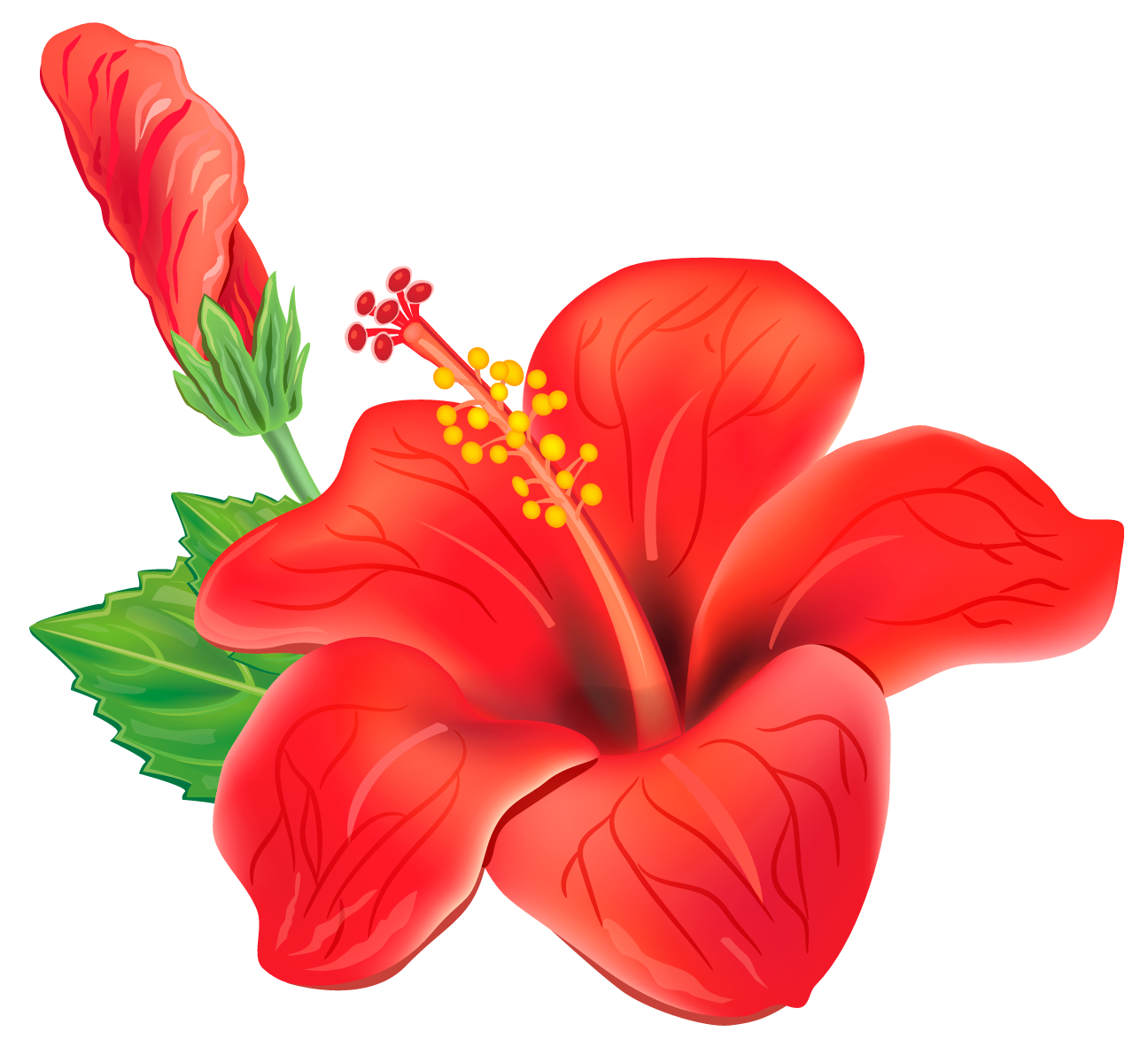 Красивые картинки цветов для детей. Гибискус Аленький цветочек. Гавайский гибискус. Гибискус красный. Цветы на прозрачном фоне.