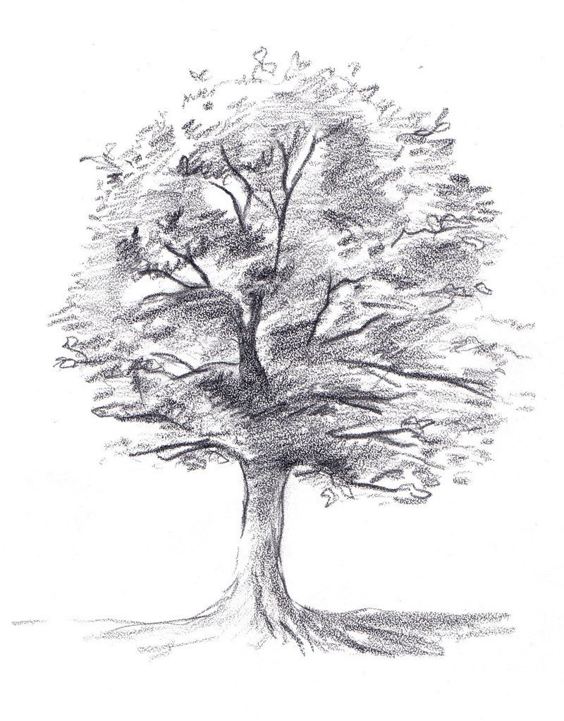 картинки дерева для срисовки