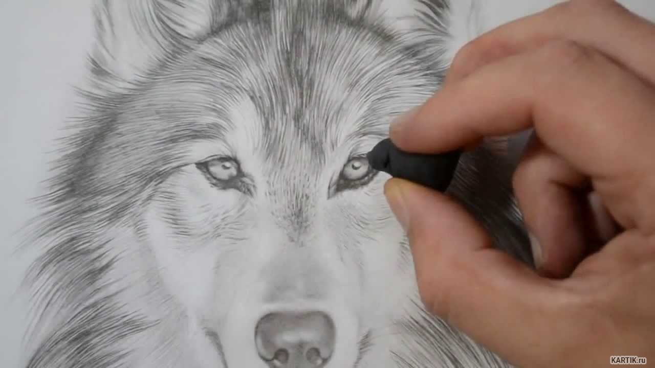 Азбука рисования волк