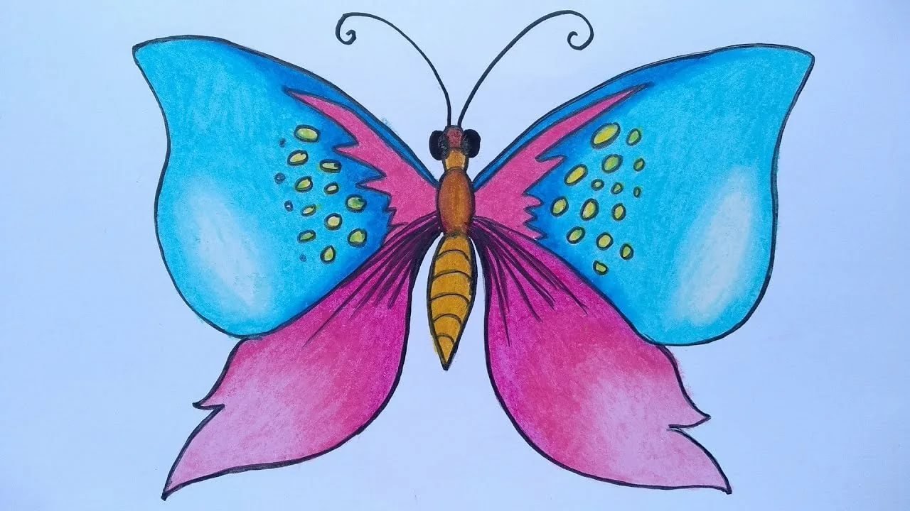 Как нарисовать большую бабочку
