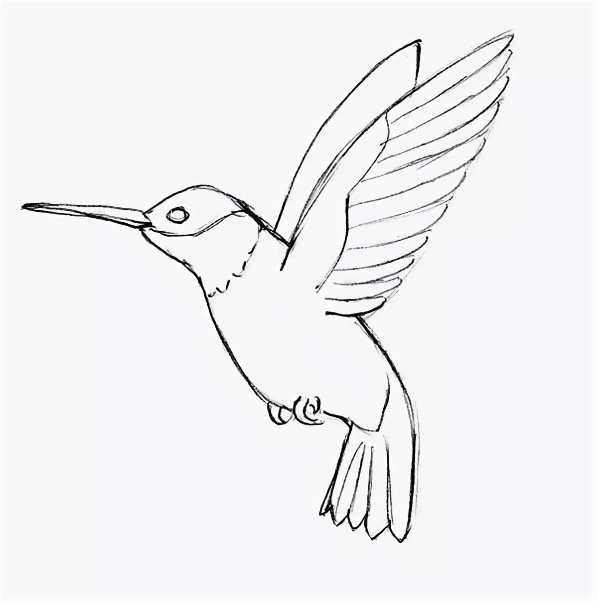 Рисунок птиц карандашом легкие. Птица Колибри для срисовки. Рисунок птицы карандашом для срисовки. Колибри карандашом. Рисунок Колибри карандашом для срисовки.