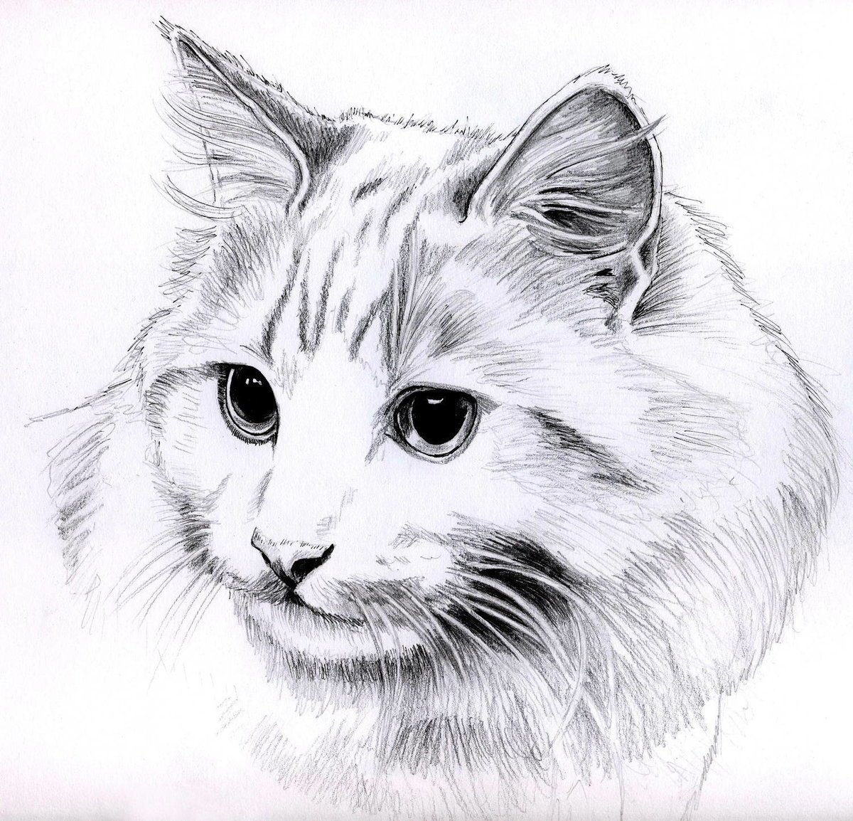 картинки для рисования животные карандашом