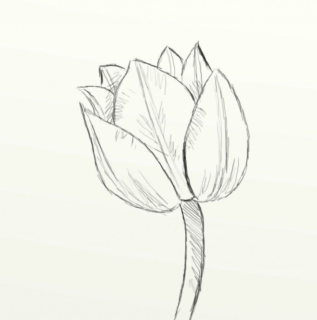 Цветы карандашом для срисовки тюльпаны