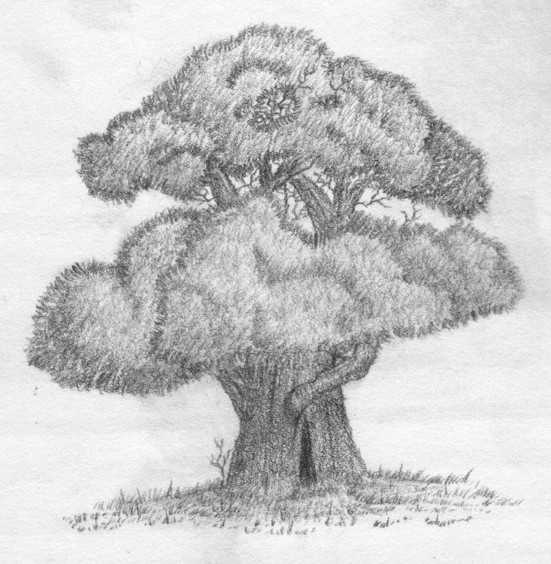Пышное дерево рисунок - 86 фото