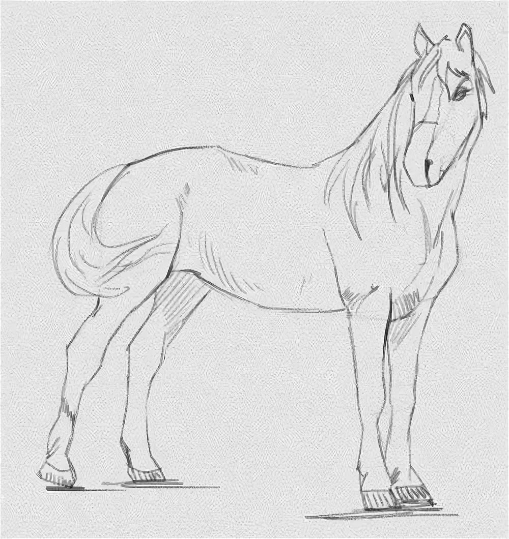 Лошадь для срисовывания
