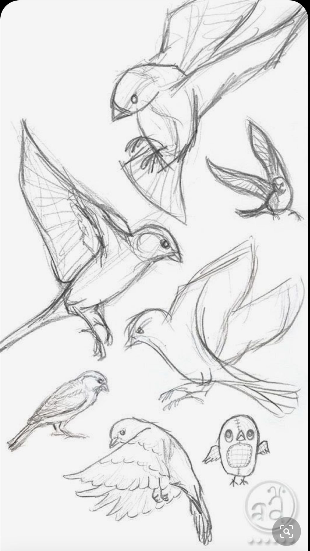 Зарисовки животных и птиц легко