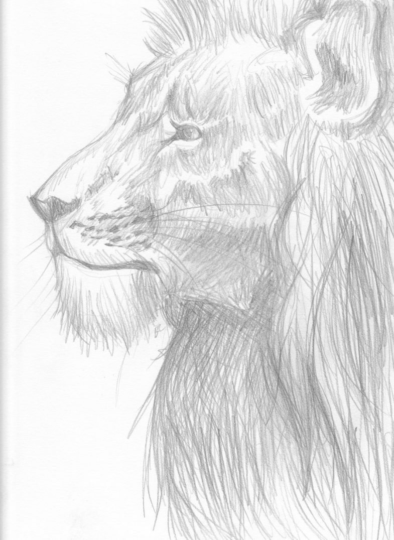 Картинки Льва карандашом