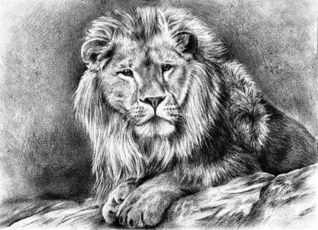 Лев рисунок. Лев карандашом. Рисунки Львов карандашом. Нарисовать Льва. Рисунки животных простым карандашом