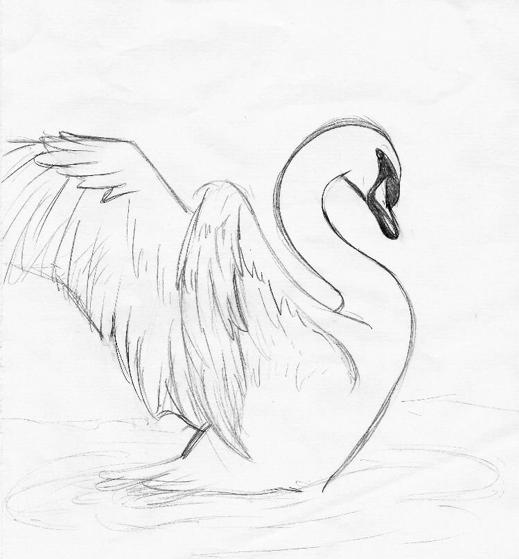 Как карандашом рисовать лебедя карандашом