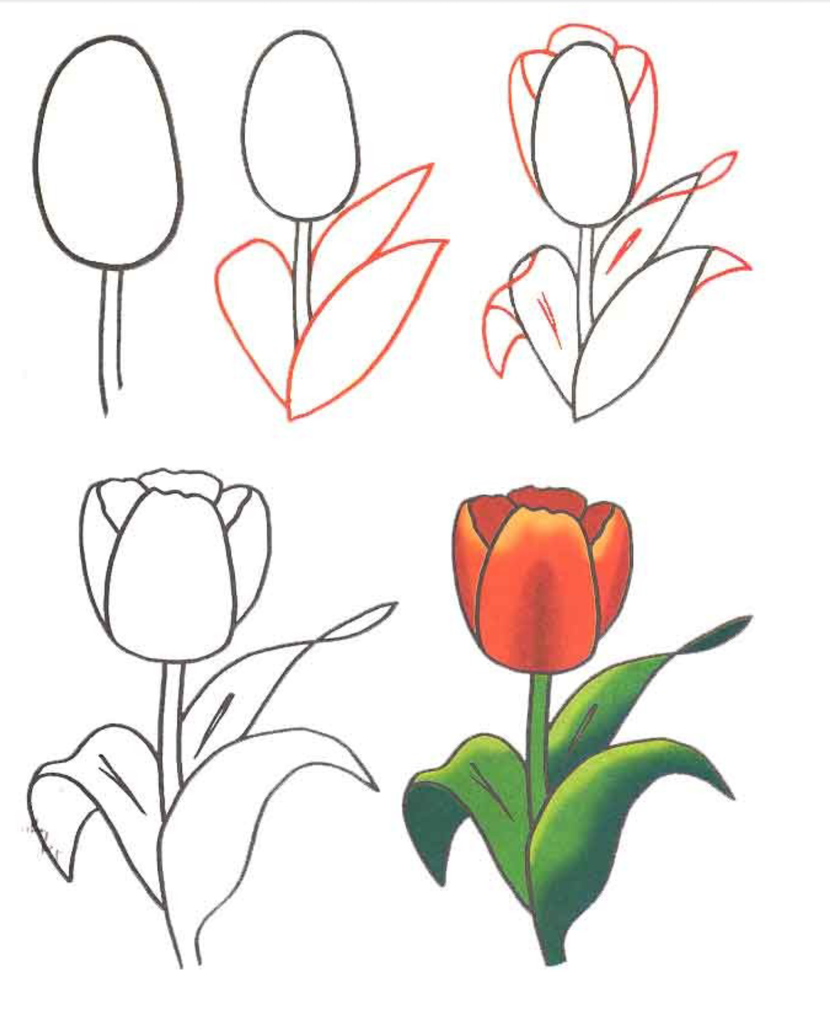 Нарисовать тюльпан поэтапно для детей как карандашом начинающих