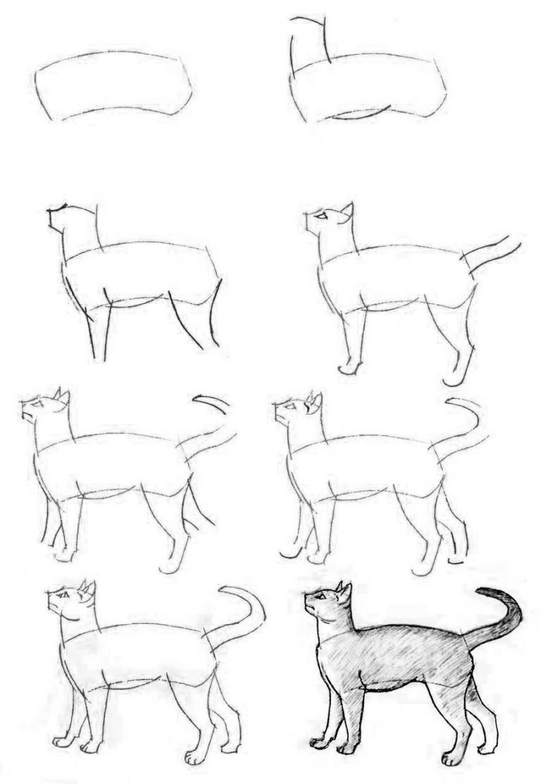 Этапы рисования кошки