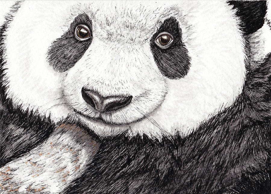 Панда детский рисунок карандашом
