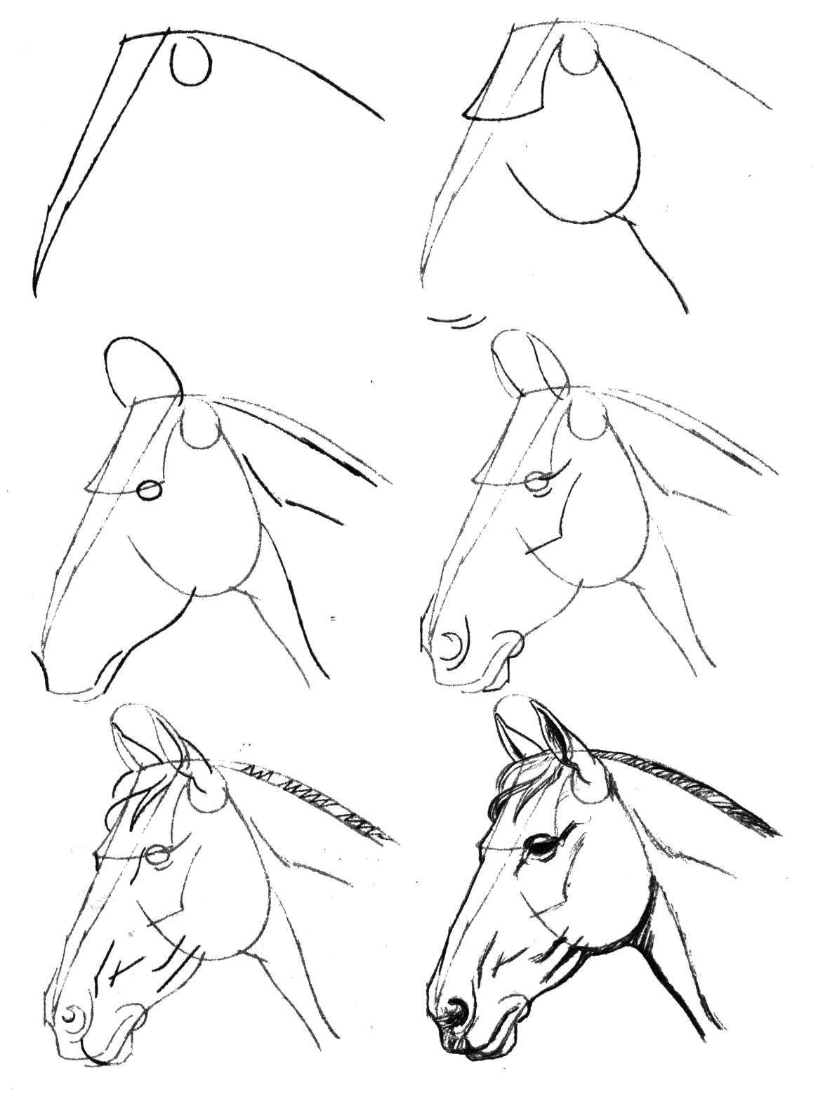 Как научиться рисовать лошадь карандашом поэтапно