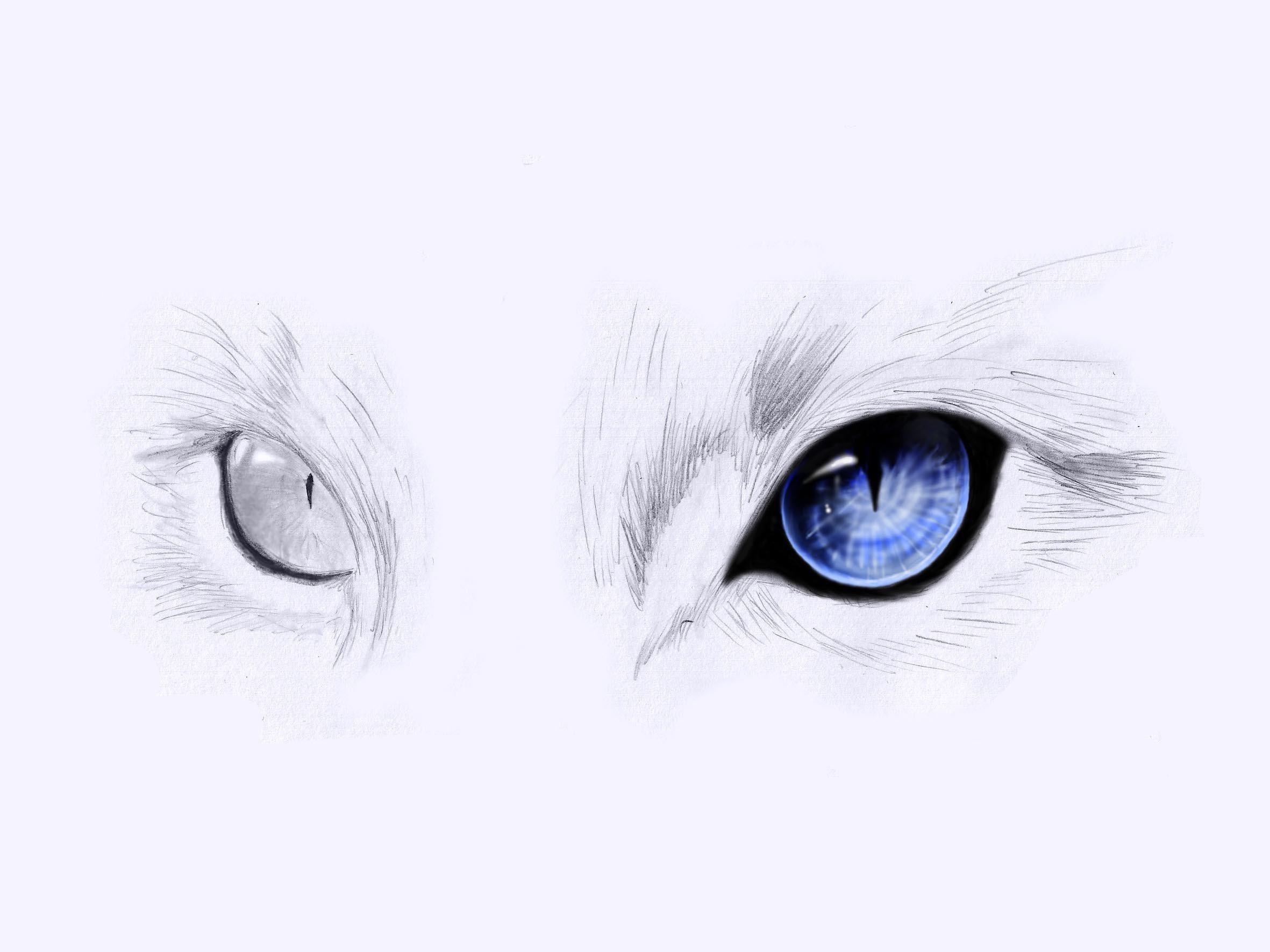 Аниме глаза кошки