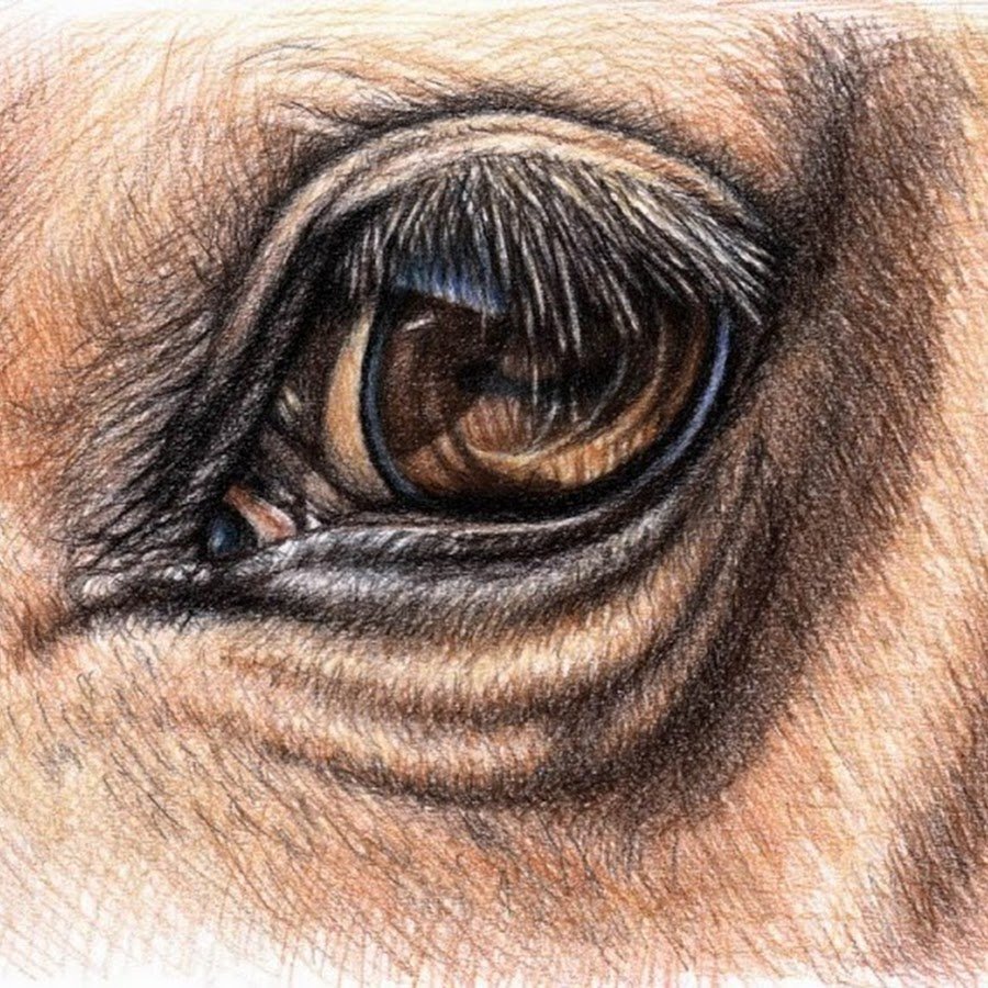 Глаз лошади карандашом