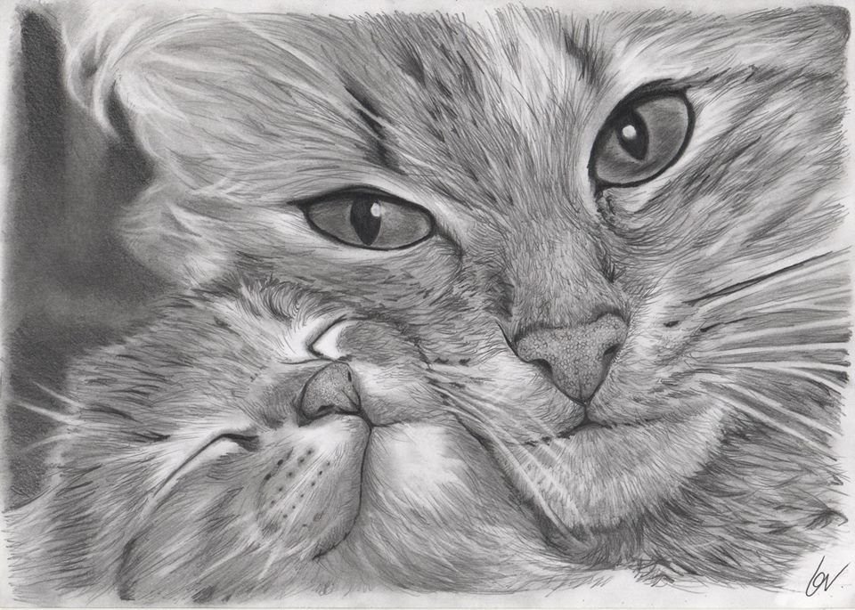 Сложные рисунки котик. Красивые рисунки. Кот карандашом. Рисунки котиков. Картины карандашом красивые.