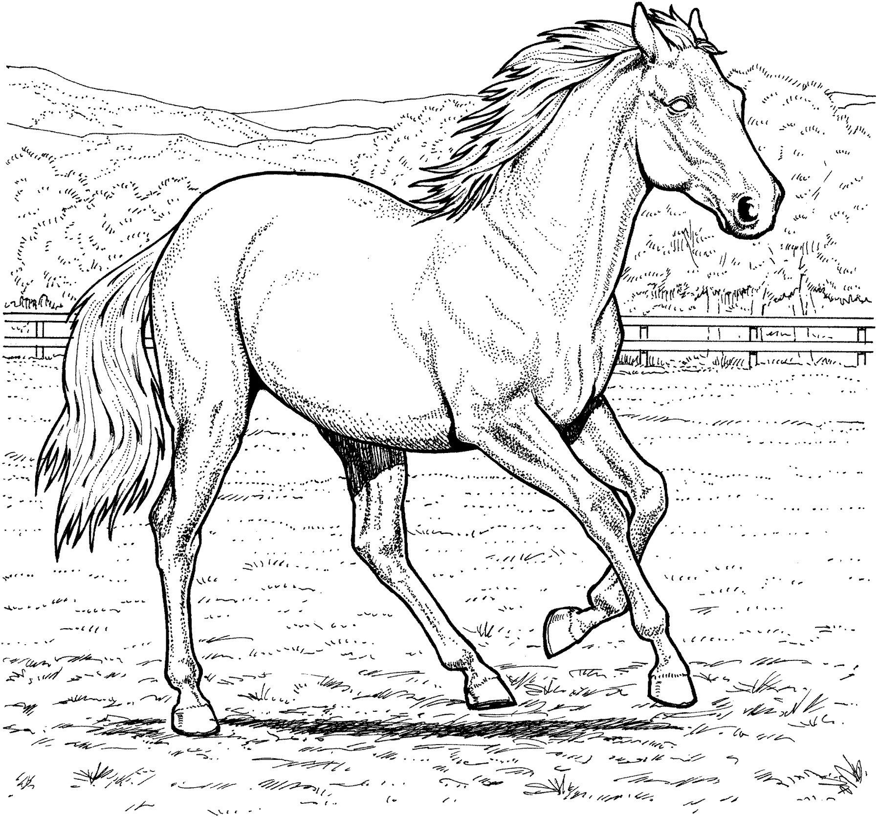 Рисунок лошади для раскрашивания