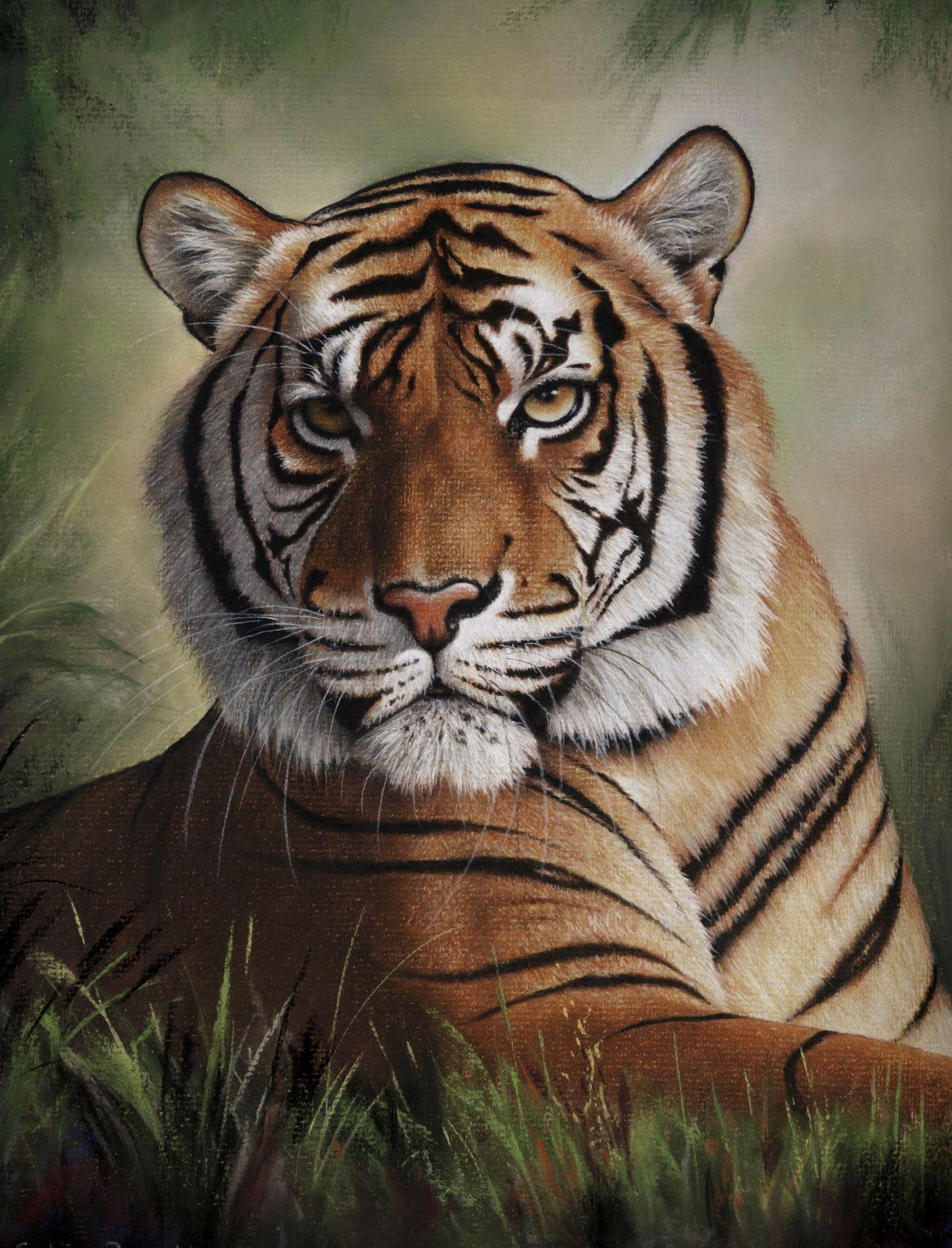 Тигр портрет