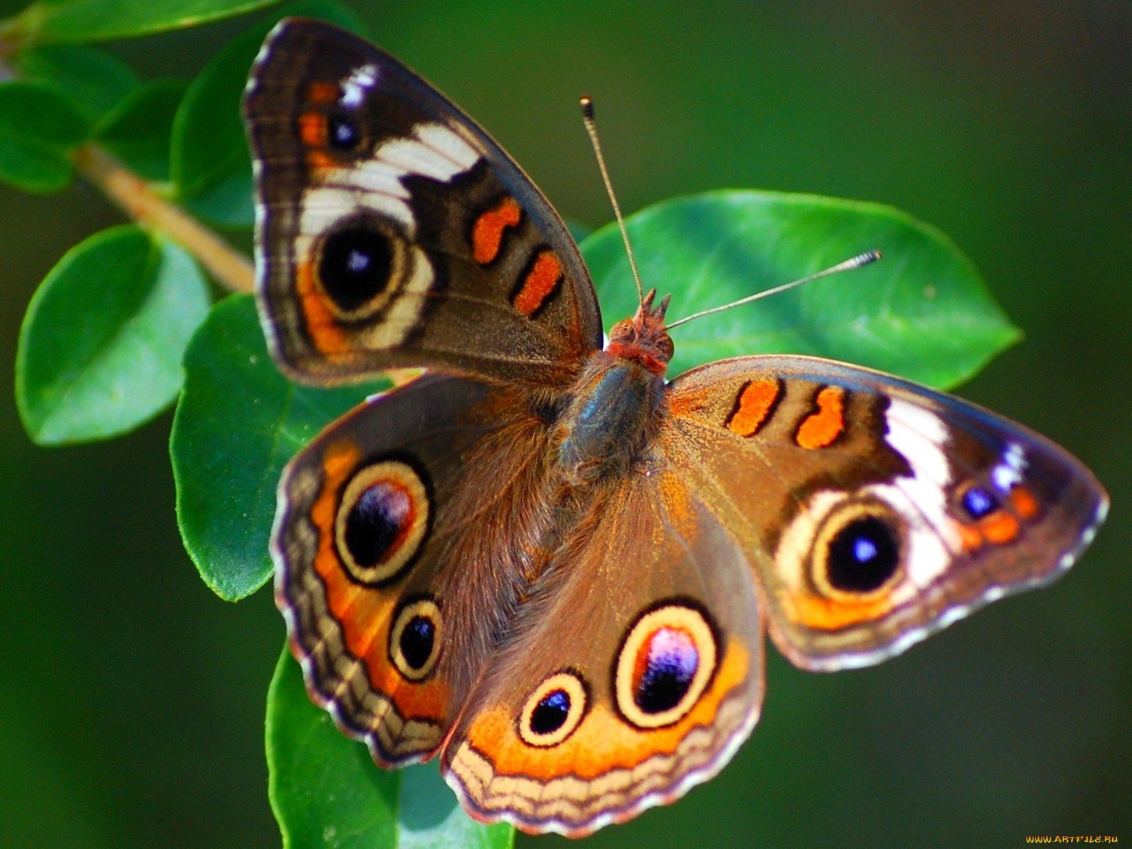 Бабочки насекомые самые красивые