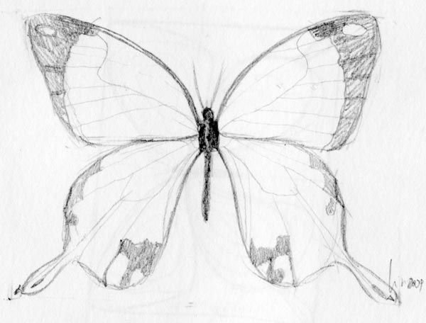 Как нарисовать большую бабочку