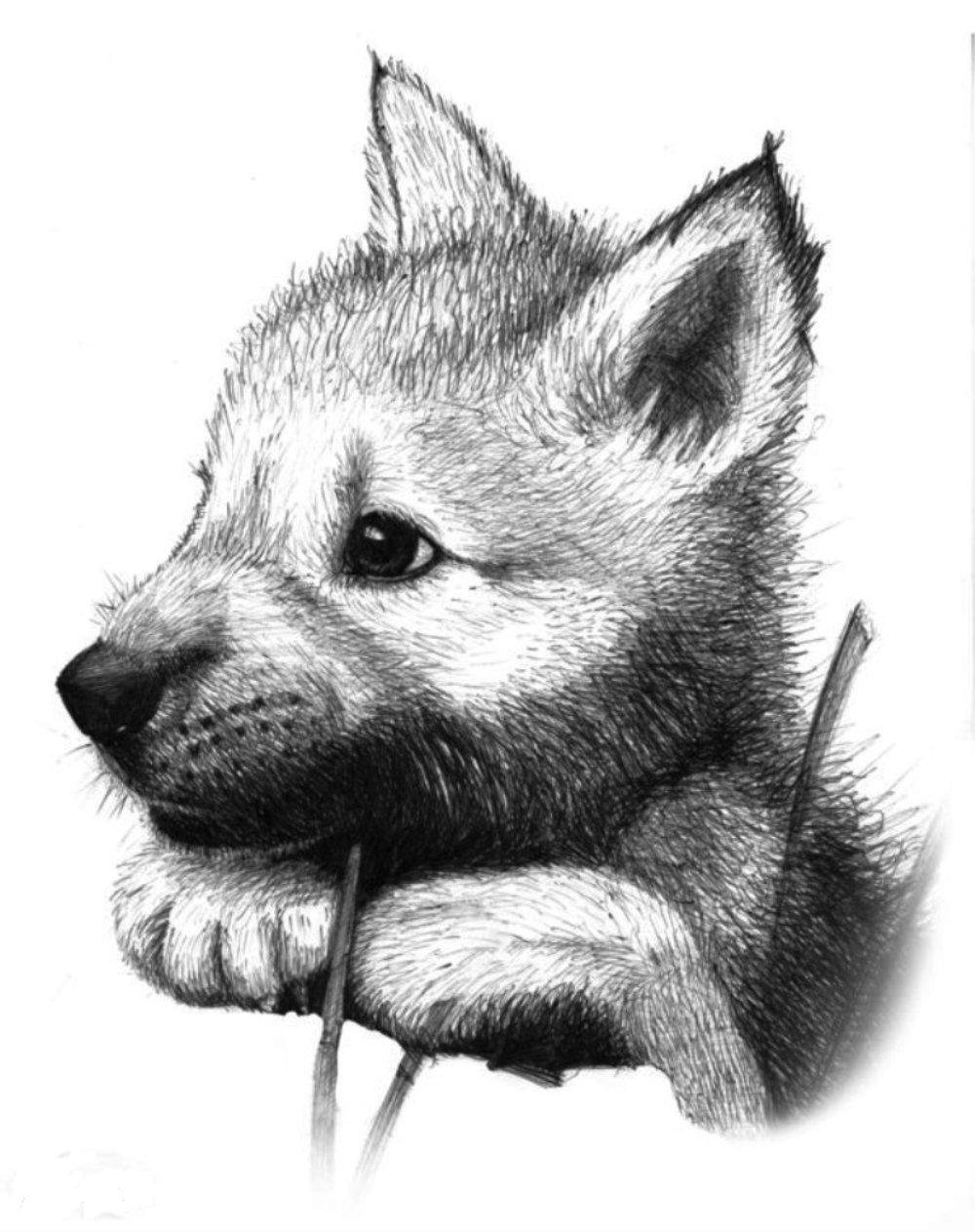 Волчонок рисунок