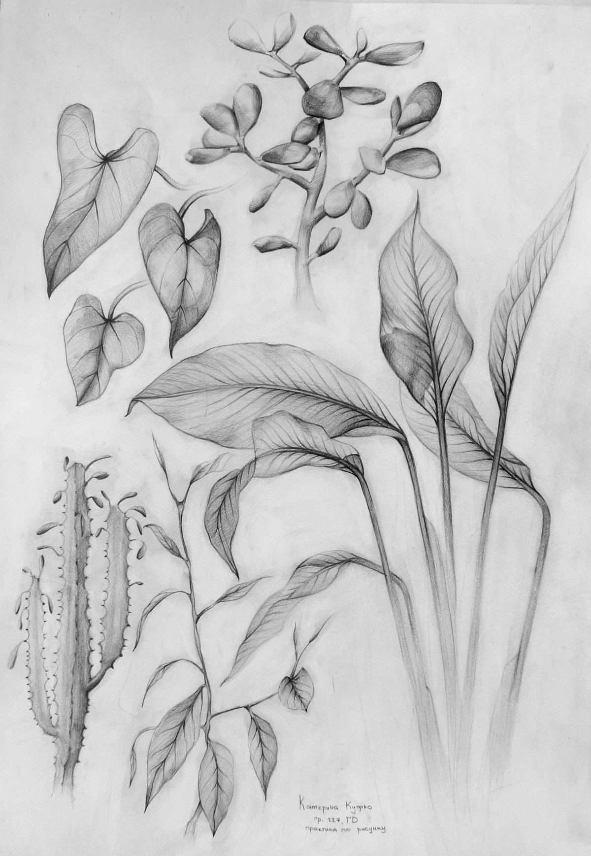 Зарисовки растений