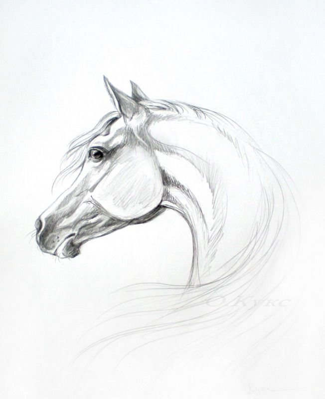 Красивые лошади для срисовки. Лошадь карандашом. Наброски лошадей. Лошадь рисунок карандашом. Лошадь простым карандашом.