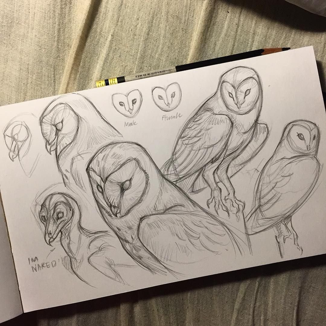 Птицы для скетчбука