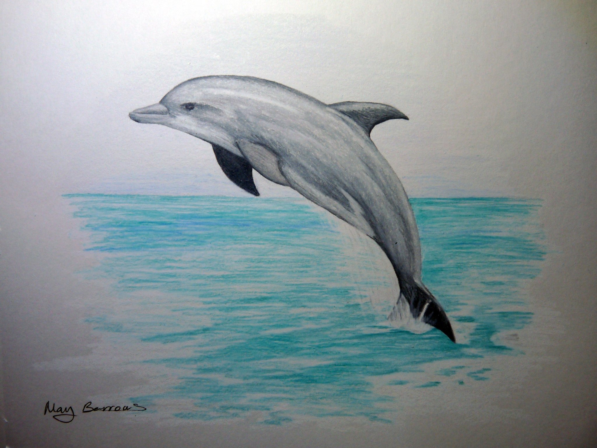 Дельфины картинки для срисовки
