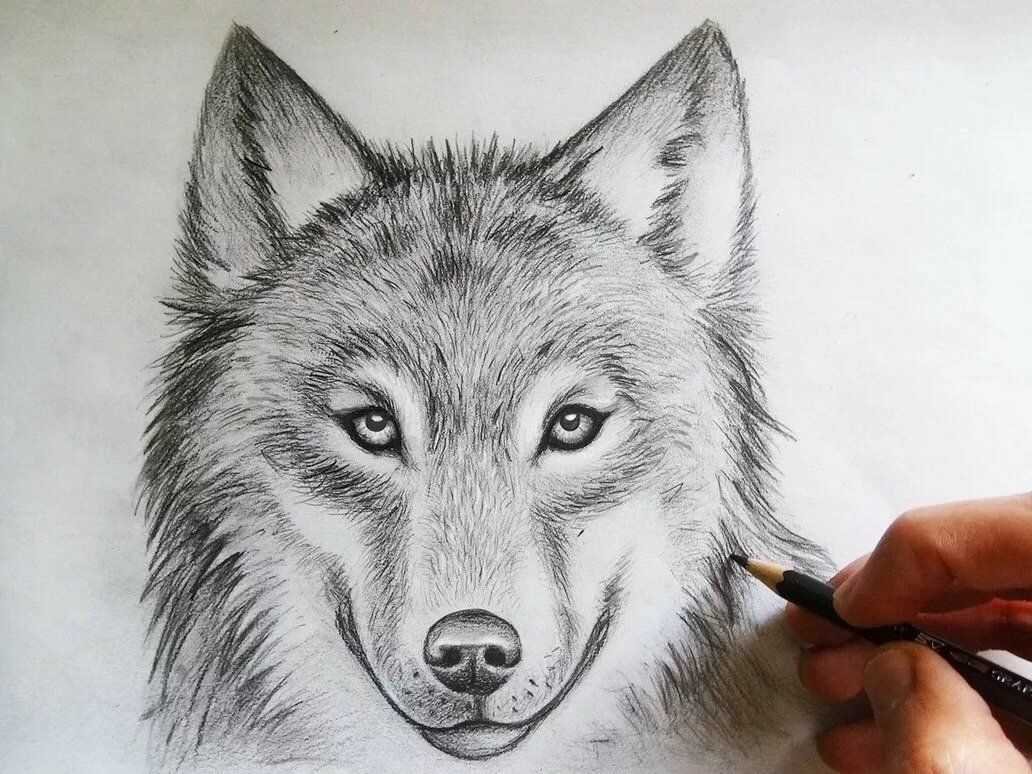 Морда волка рисунок карандашом