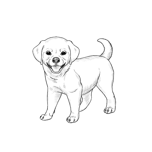 Нарисовать собаку карандашом легко и красиво. Собака рисунок. Щенок для срисовки. Рисунок щенка для срисовки. Рисунок собачки для срисовки.
