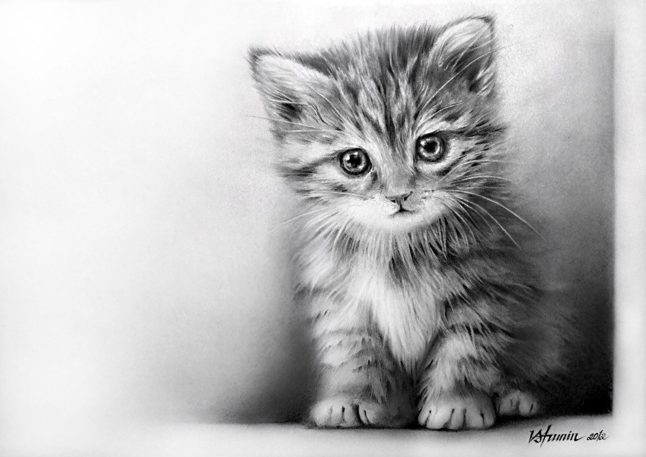 картинки котята красивые нарисованные