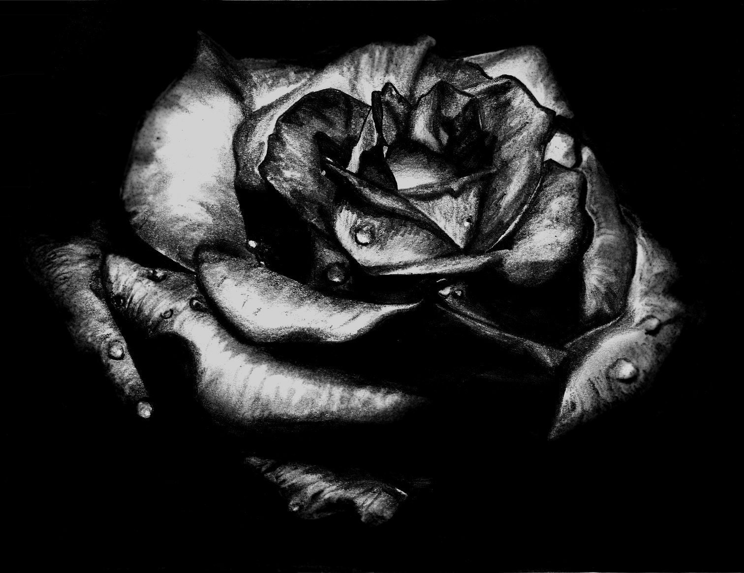 Черная роза картинка
