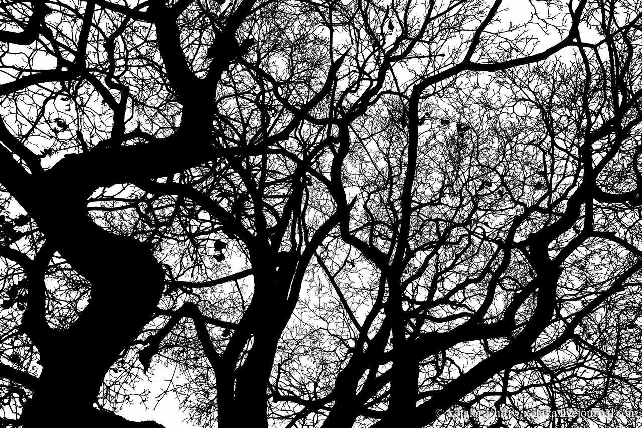 Деревья черно белая Графика