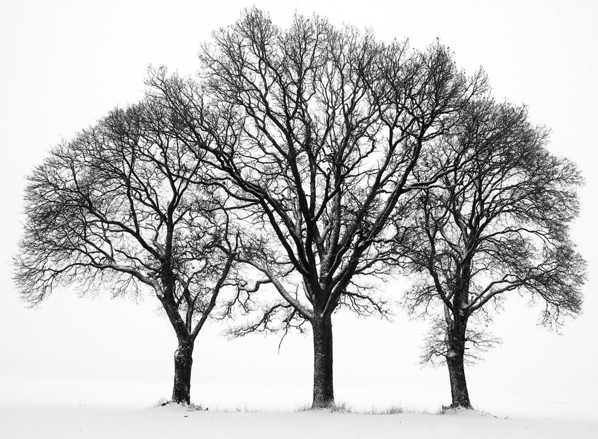 картинки 3 дерева