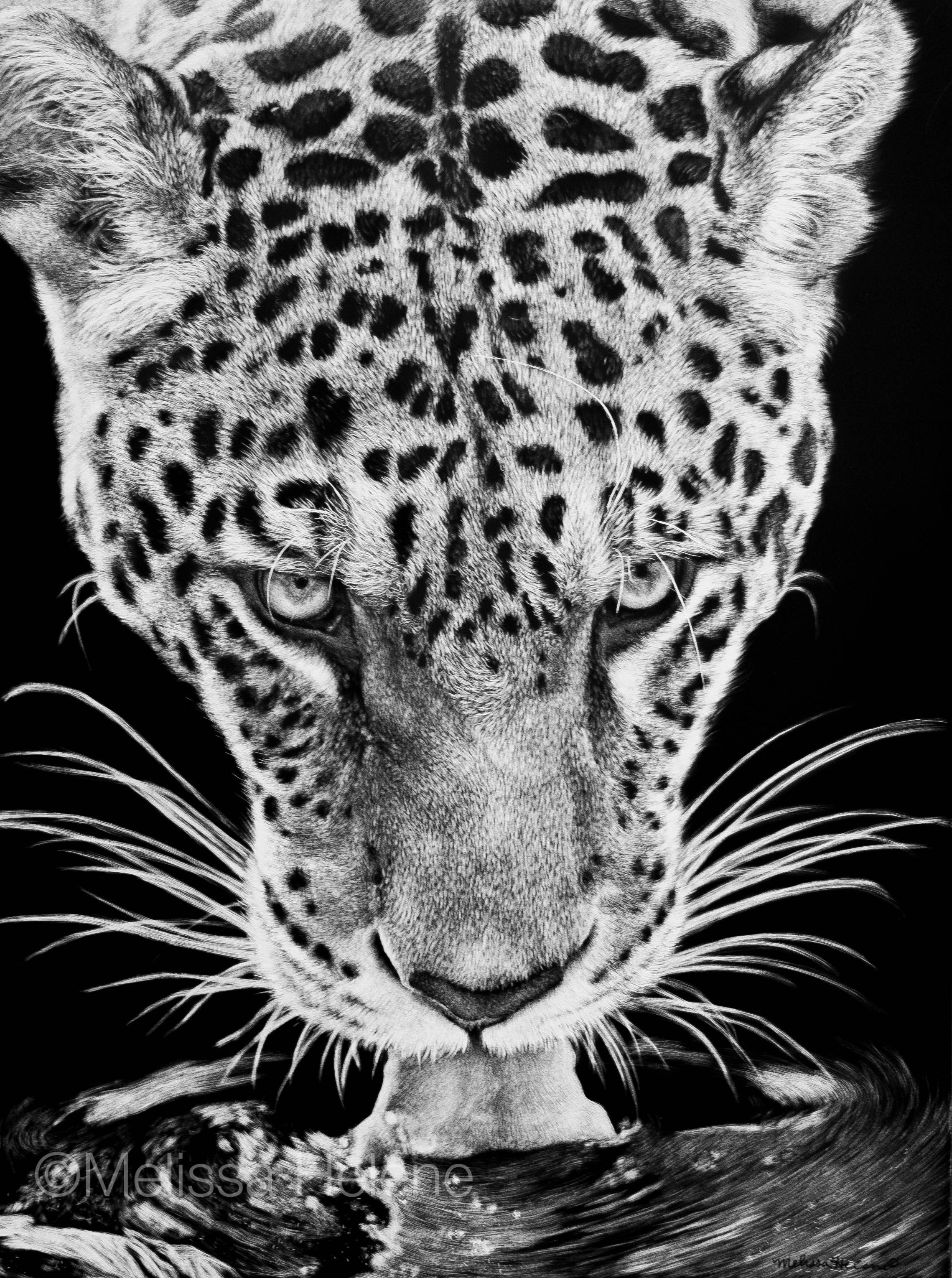 Черно белые звери. Переднеазиатский леопард. Черно белые картины. Черно белые животные. Леопард черно белый.