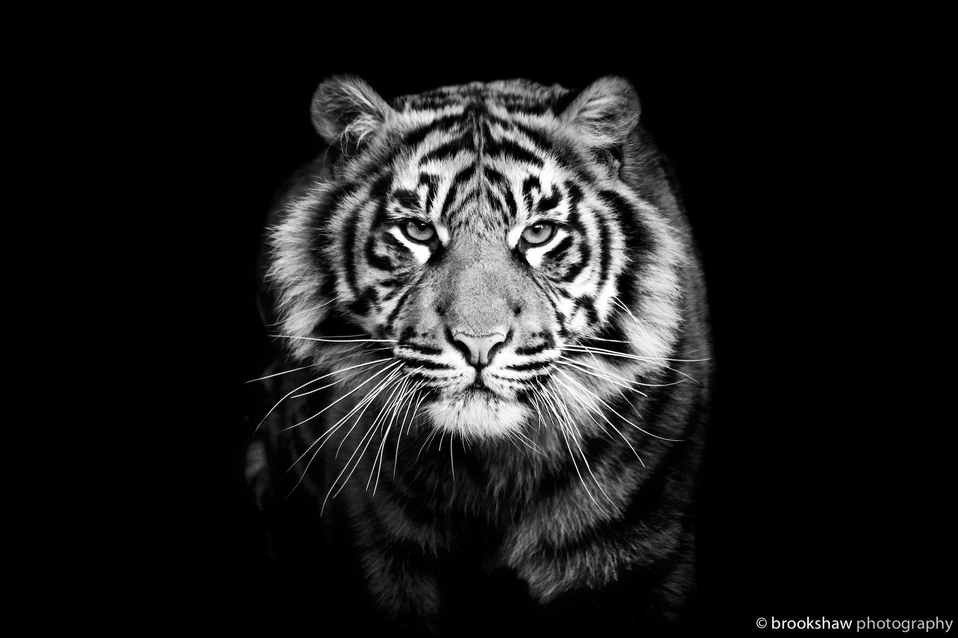 Тигр черно белый