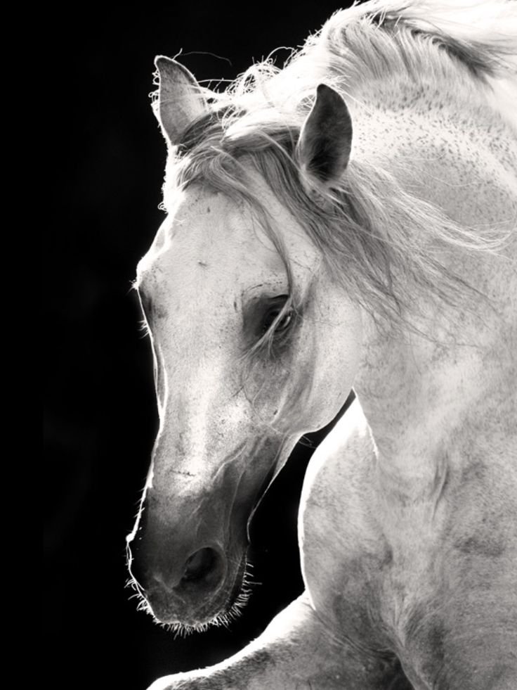 Лошадка черно белая. Белая лошадь. Лошадь чб. Черная и белая лошадь. Конь черно белый.