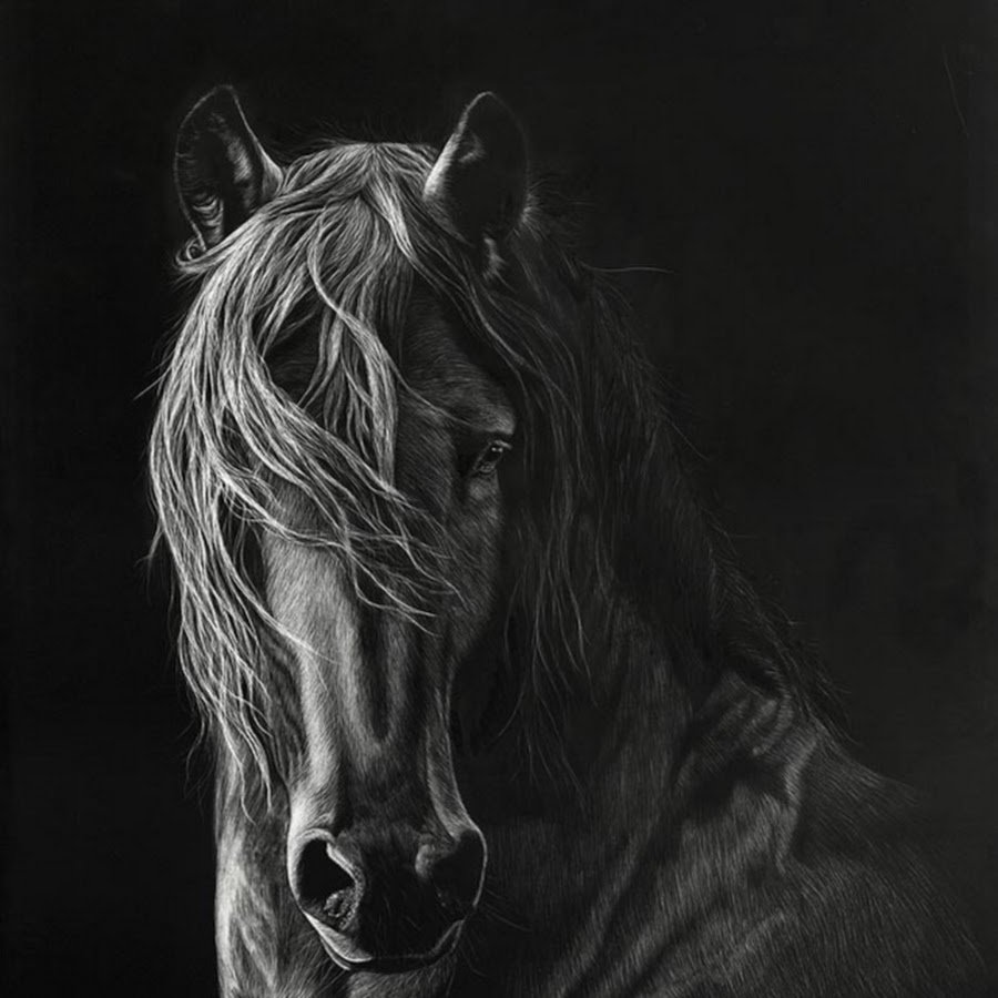 Лошади вытянувшие черные головы и согнувшиеся. Лошадь чб. Черный конь. Лошадь на черном фоне. Лошадь на темном фоне.
