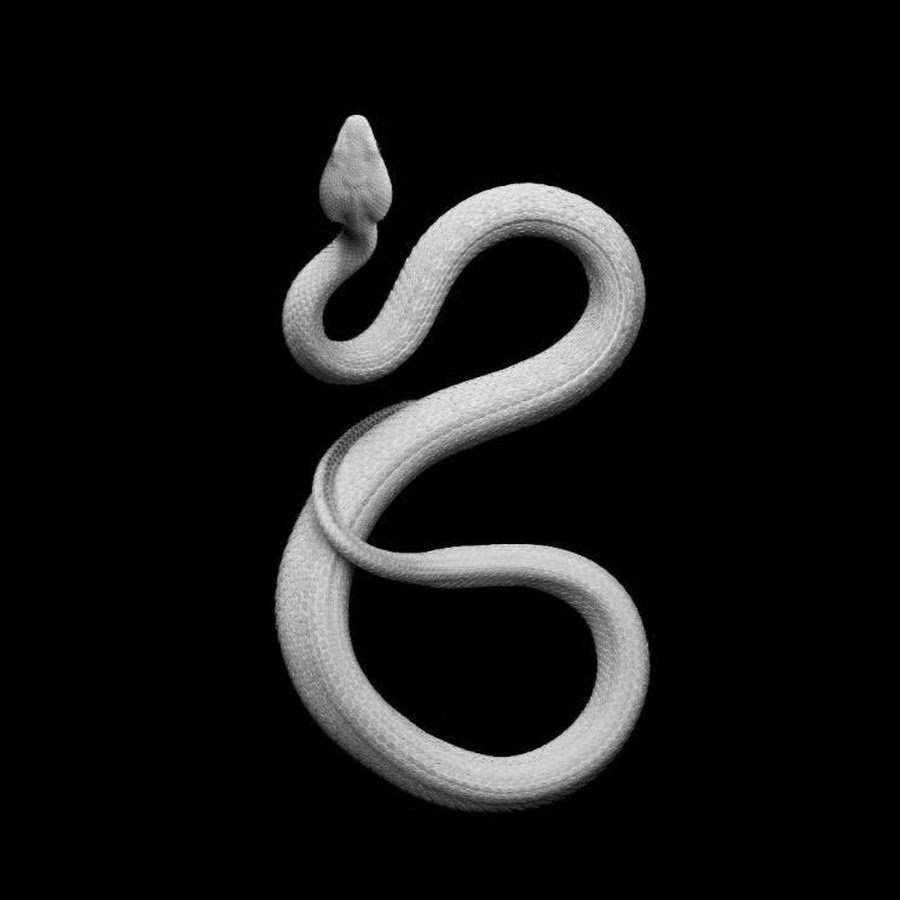Белая змея на черном фоне