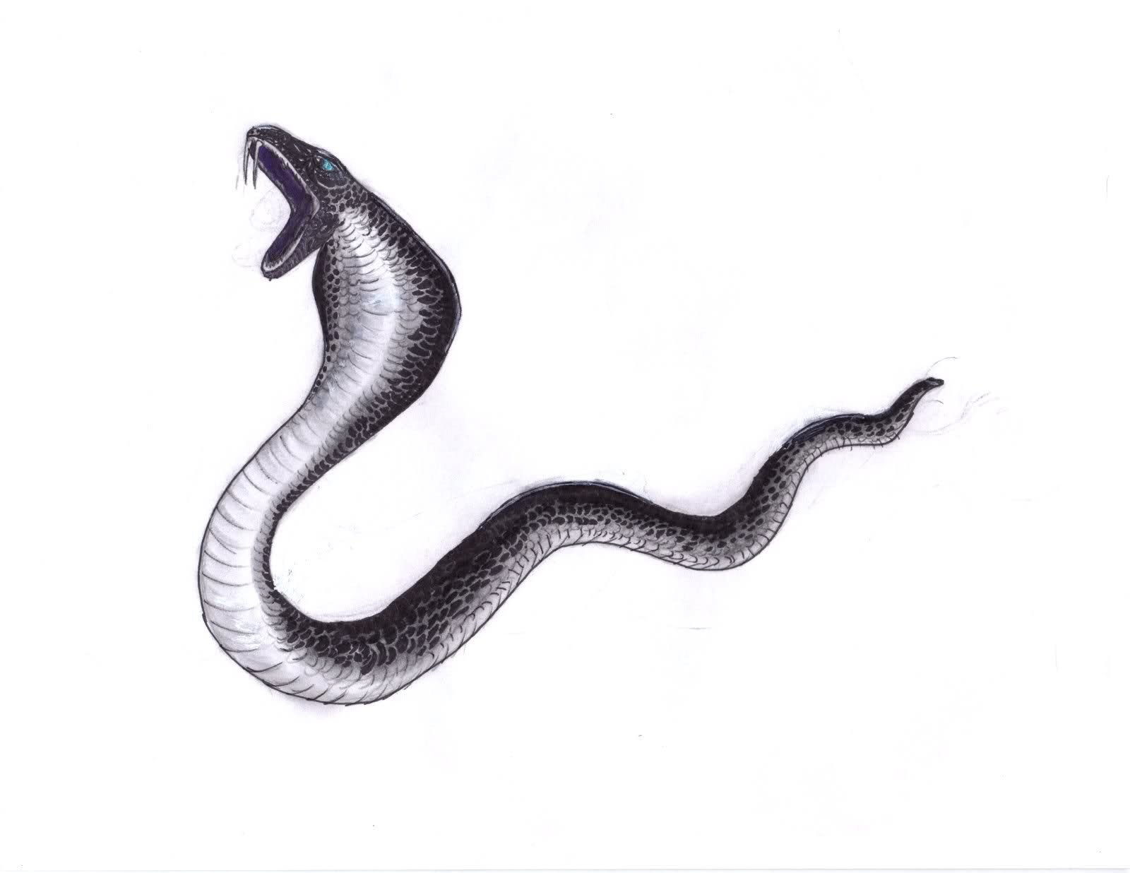 Черная змея на прозрачном фоне