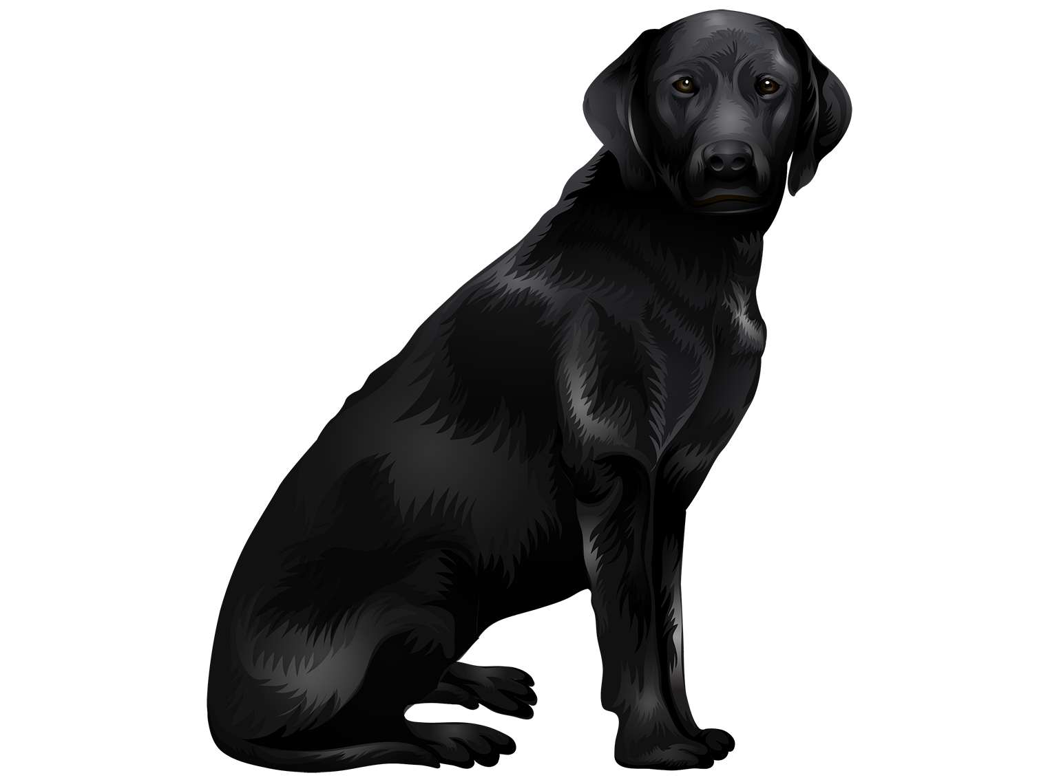 Черные большие рисунки. Лабрадор. Лабрадор ретривер векторный. Черная собака сидит. Черная собака на белом фоне.