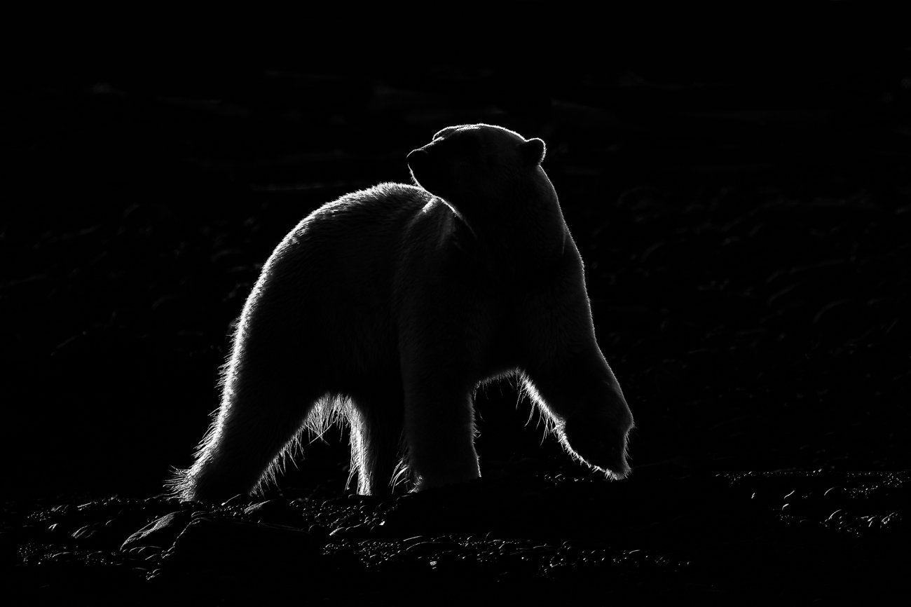 Белый медведь на черном фоне