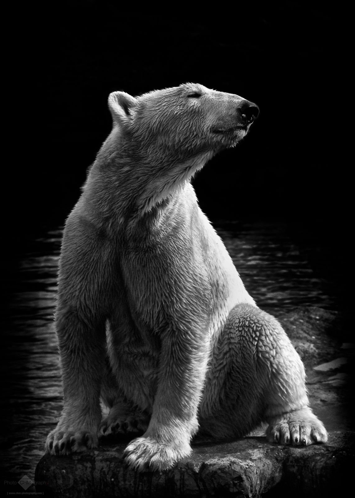 Медведь фото чб