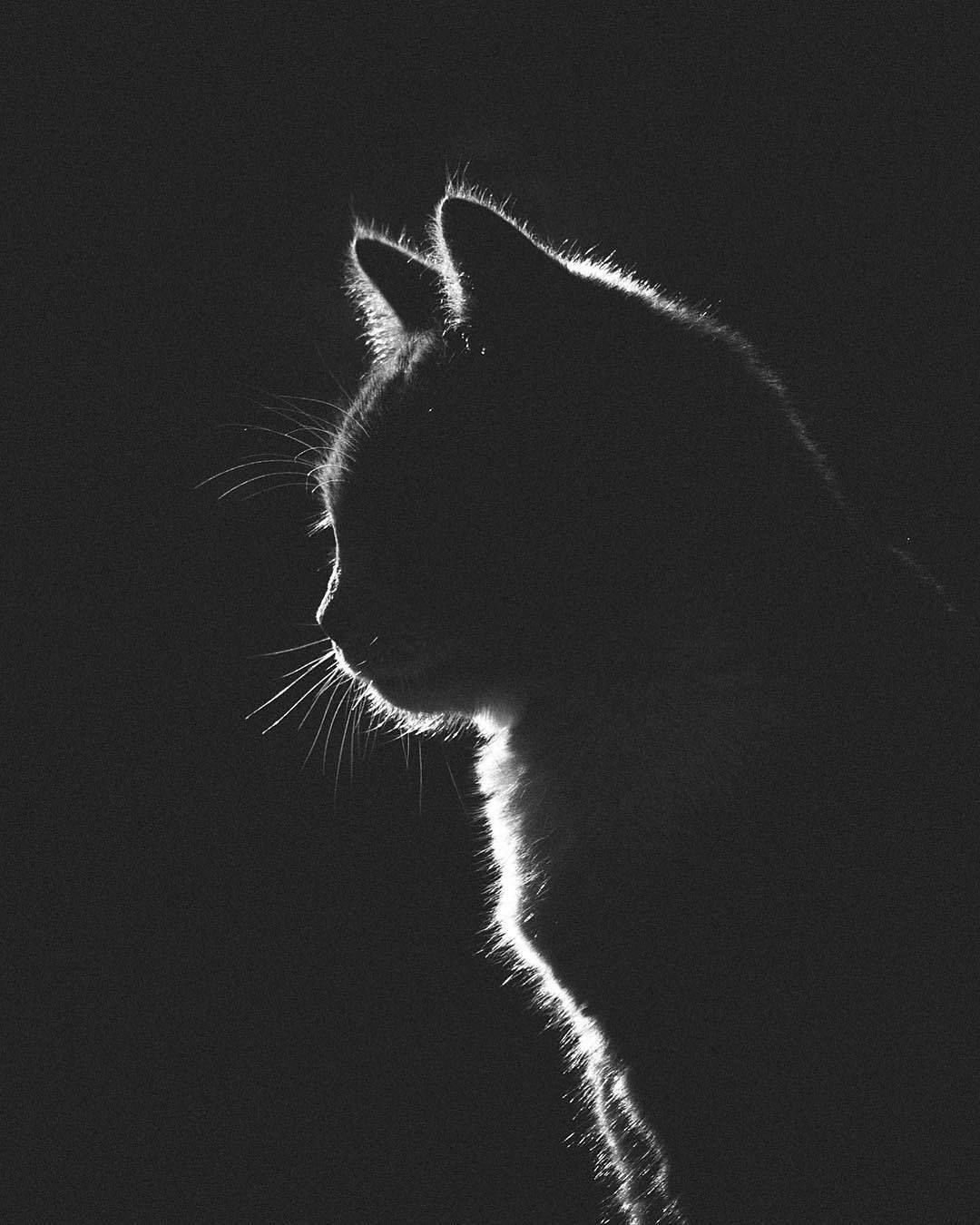 Белый котик рисунок на черном фоне