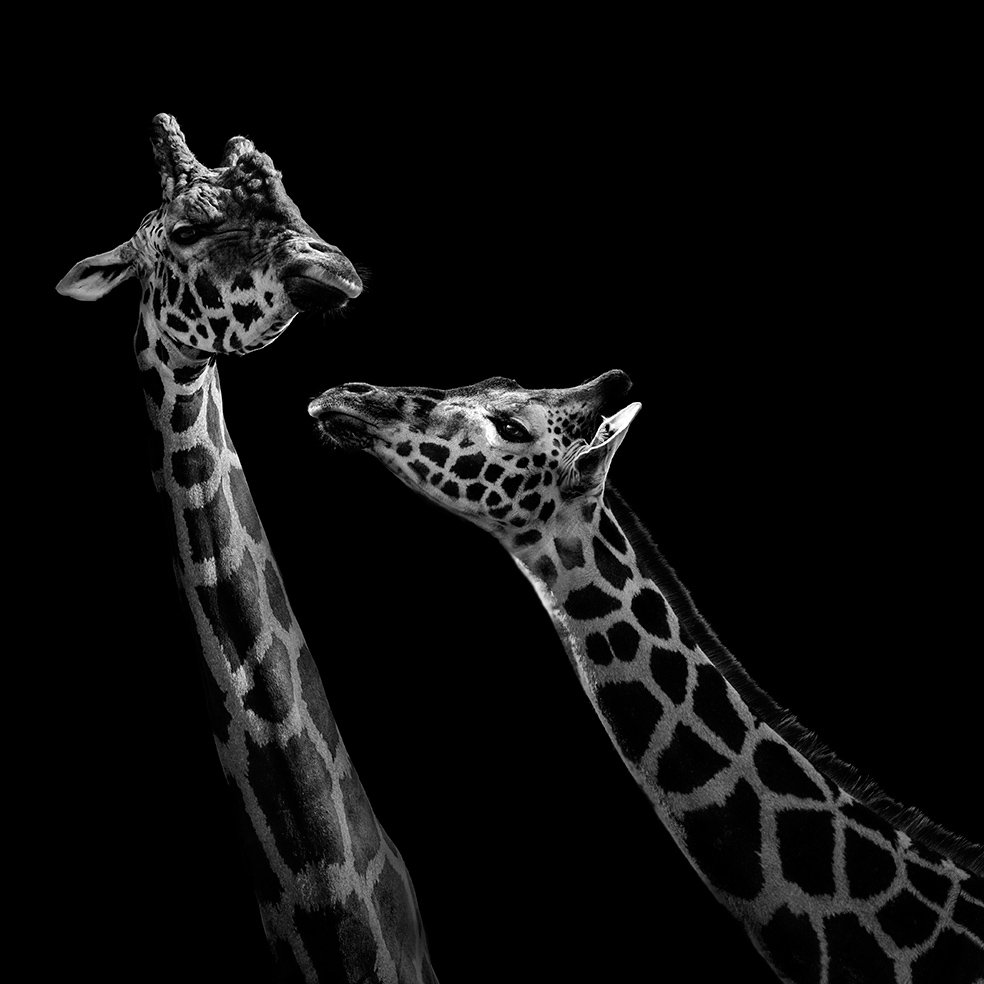 Животные на черном фоне. Черно белые животные. Жираф заставка. Жираф на черном фоне.