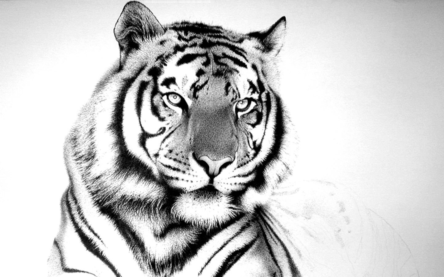 Tigre dibujo cara