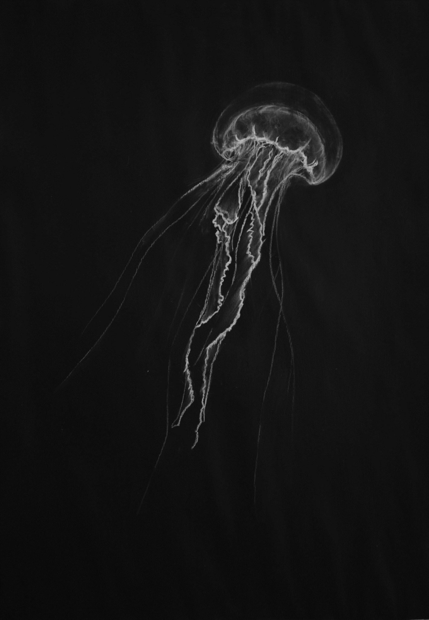Медуза черно белая